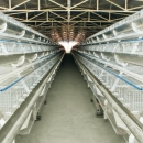 “A”Type Pullet Cage System