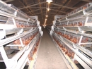 “A”Type Layer Cage System