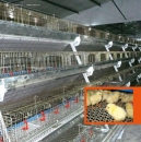 CAGE RAISING SYSTEM A TYPE PULLET RAISING EQUIPMENT