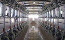 Fish-bone milking parlour