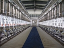 Parallel milking parlour