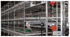 Broiler Cage System (Feed pan type)