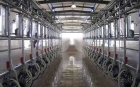 Fish-bone milking parlour