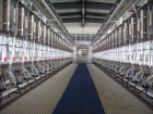 Parallel milking parlour